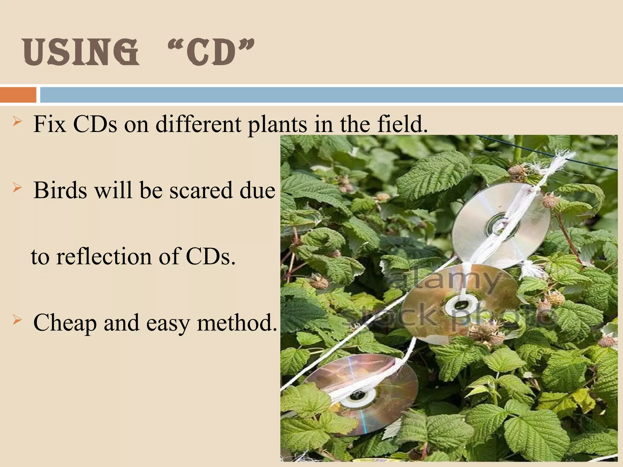Using “CD”
 Fix CDs on different plants in the field.
 Birds will be scared due
to reflection of CDs.
 Cheap and easy method.
 