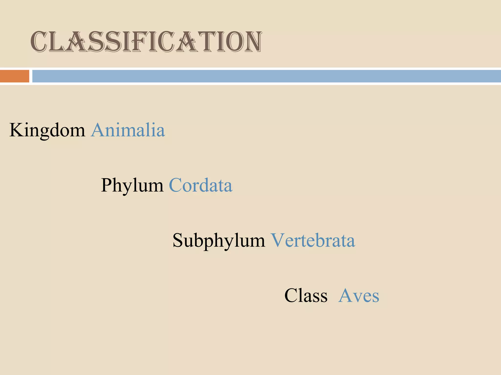 classification
Kingdom Animalia
Phylum Cordata
Subphylum Vertebrata
Class Aves
 