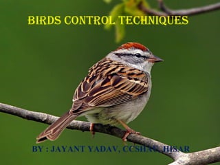 BY : JAYANT YADAV, CCSHAU, HISAR
Birds control techniques
 