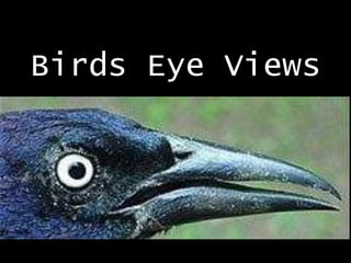 Birds Eye Views
 