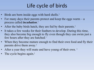 Birds are born inside eggs  with hard shells . 1 For many days  their parents  protect and  keep the eggs warm – a process called  incubation . 1 After the  baby birds  hatch, they  are  fed by their parent s. 1 It takes a few weeks for their feathers to develop . During this time, they also become big  enough to fly  even though  they can swim  just  a few hours  after they are hatched . 1 When they become mature enough to find their own food and fly their parents drive them away. 1 After a year  they will mate and have young of their own.  1 The cycle begins again. 1 Life cycle of birds 