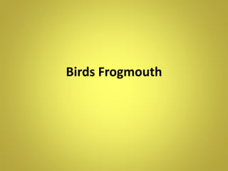 Birds Frogmouth
 
