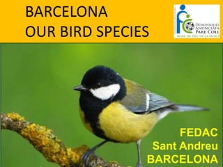 BARCELONA
OUR BIRD SPECIES




                     FEDAC
                Sant Andreu
               BARCELONA
 