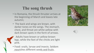 The song thrush
• In Romania, the thrush thruster arrives at
the beginning of March and leaves late
autumn;
• The back and wings are brown, with
darker tones on the wings. The stomach,
chest, and throat are white-yellow with
dark brown spots in the form of arrows.
• Adults have brown or yellow-brown
legs, while the feet of the chicks are light
pink.
• Food: snails, larvae and insects. Seldom
nourishes different seeds and fruits.Your Footer Goes Here 220/03/2019
 