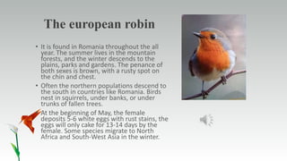 The european robin
• It is found in Romania throughout the all
year. The summer lives in the mountain
forests, and the winter descends to the
plains, parks and gardens. The penance of
both sexes is brown, with a rusty spot on
the chin and chest.
• Often the northern populations descend to
the south in countries like Romania. Birds
nest in squirrels, under banks, or under
trunks of fallen trees.
• At the beginning of May, the female
deposits 5-6 white eggs with rust stains, the
eggs will only cake for 13-14 days by the
female. Some species migrate to North
Africa and South-West Asia in the winter.
 