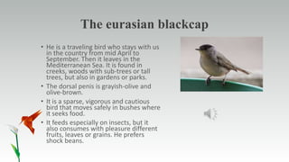 The eurasian blackcap
• He is a traveling bird who stays with us
in the country from mid April to
September. Then it leaves in the
Mediterranean Sea. It is found in
creeks, woods with sub-trees or tall
trees, but also in gardens or parks.
• The dorsal penis is grayish-olive and
olive-brown.
• It is a sparse, vigorous and cautious
bird that moves safely in bushes where
it seeks food.
• It feeds especially on insects, but it
also consumes with pleasure different
fruits, leaves or grains. He prefers
shock beans.
 