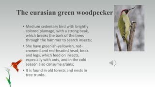 The eurasian green woodpecker
• Medium sedentary bird with brightly
colored plumage, with a strong beak,
which breaks the bark of the trees
through the hammer to search insects;
• She have greenish-yellowish, red-
crowned and red-headed head, beak
and legs, which feed on insects,
especially with ants, and in the cold
season also consume grains;
• It is found in old forests and nests in
tree trunks.
 