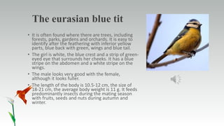 The eurasian blue tit
• It is often found where there are trees, including
forests, parks, gardens and orchards. It is easy to
identify after the feathering with inferior yellow
parts, blue back with green, wings and blue tail.
• The girl is white, the blue crest and a strip of green-
eyed eye that surrounds her cheeks. It has a blue
stripe on the abdomen and a white stripe on the
wings.
• The male looks very good with the female,
although it looks fuller.
• The length of the body is 10.5-12 cm, the size of
18-21 cm, the average body weight is 11 g. It feeds
predominantly insects during the mating season
with fruits, seeds and nuts during autumn and
winter.
 