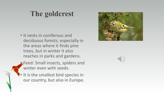 The goldcrest
• It nests in coniferous and
deciduous forests, especially in
the areas where it finds pine
trees, but in winter it also
reaches in parks and gardens.
• Feed: Small insects, spiders and
winter even with seeds.
• It is the smallest bird species in
our country, but also in Europe.
 
