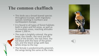 The common chaffinch
• This birds are a broad-leaved species
throughout Europe, with migratory
species nestling in northern and
northeastern Europe.
• It is found in all types of forest habitats
both in plain and hill areas, as well as
in mountain areas, reaching altitudes
above 1,500 m..
• The male is brightly colored, the gray
head, the cheeks, the neck and the
back of the brown, the red chest, the
tail black with the base of the green
tail, and the black wings with two
white strips to the top.
• The female is predominantly greenish,
the wings being the same as the male.
 