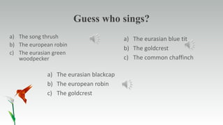 Guess who sings?
a) The song thrush
b) The european robin
c) The eurasian green
woodpecker
a) The eurasian blue tit
b) The goldcrest
c) The common chaffinch
a) The eurasian blackcap
b) The european robin
c) The goldcrest
 