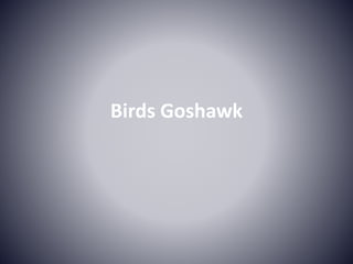 Birds Goshawk
 