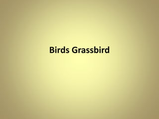 Birds Grassbird
 