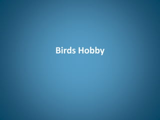 Birds Hobby
 