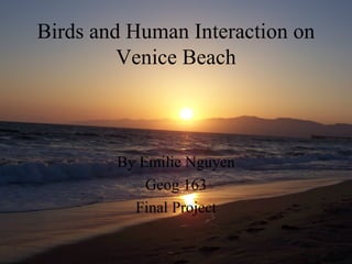 Birds and Human Interaction on Venice Beach By Emilie Nguyen Geog 163 Final Project 