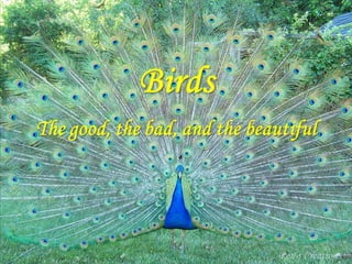 Birds - the good, the bad, and the beautiful