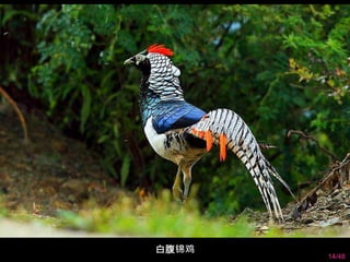 14/48 
白腹锦鸡 
 