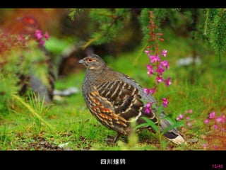 15/48 
四川雉鹑 
 