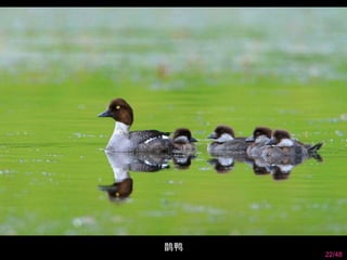 22/48 
鹊鸭 
 