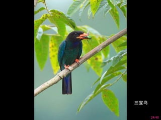 24/48 
三宝鸟 
 