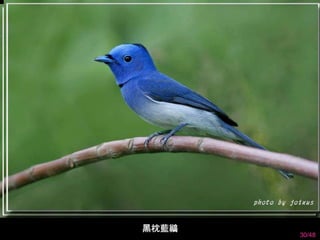 30/48 
黑枕藍鶲 
 