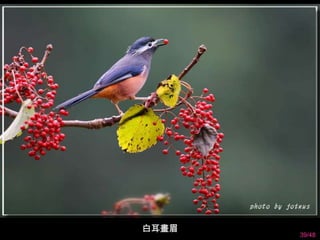 39/48 
白耳畫眉 
 