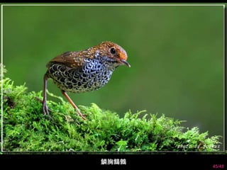 45/48 
鱗胸鷦鷯 
 
