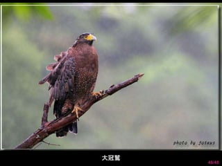 48/48 
大冠鷲 
 
