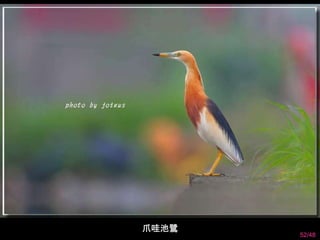 52/48 
爪哇池鷺 
 
