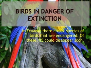 In Ecuador there are 92 species of birds that are endangered. Of these, 15 could disappear soon. 
