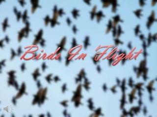 Birds in flight (v.m.)