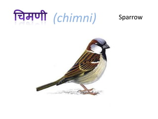 (chimni)   Sparrow
 