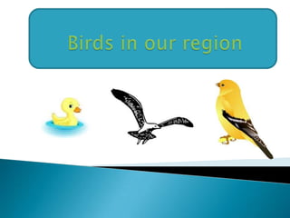 Birds in our region