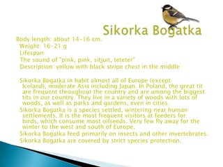 Body length: about 14-16 cm.
 Weight: 16-21 g
 Lifespan:
 The sound of "pink, pink, sitjuit, teteter"
 Description: yellow with black stripe chest in the middle

 Sikorka Bogatka in habit almost all of Europe (except
  Iceland), moderate Asia including Japan. In Poland, the great tit
  are frequent throughout the country and are among the biggest
  tits in our country. They live in a variety of woods with lots of
  woods, as well as parks and gardens, even in cities.
 Sikorka Bogatka is a species settled, wintering near human
  settlements. It is the most frequent visitors at feeders for
  birds, which consume most oilseeds. Very few fly away for the
  winter to the west and south of Europe.
 Sikorka Bogatka feed primarily on insects and other invertebrates.
 Sikorka Bogatka are covered by strict species protection.
 