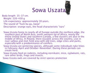 Body length: 35-37 cm.
 Weight: 220-430 g
 Life expectancy: approximately 30 years.
 The sound of "hum bu gu, kwijo"
 Description: orange eyes, the head characteristic "ears"

 Sowa Uszata home to nearly all of Europe outside the northern edge, the
  southern part of North Asia, north-western tip of Africa, nearly the
  entire United States and southern Canada, a few clusters are also in the
  middle of Africa. In Poland, there Uszatek across the country. Live in
  river valleys and mid-field area with old trees, edge cities and parks,
  especially with a predominance of conifers.
 Sowa Uszata are wintering species, although some individuals take hikes
  in February-April and October-November. During these periods can
  create herd.
 Sowa Uszata feed on rodents, including nornikami, mice, ryjówkami, rats,
  rare other birds, frogs and insects.
Sowa Uszata owls are covered by strict species protection
 