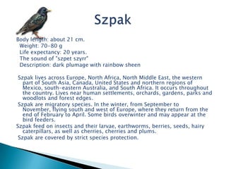 Body length: about 21 cm.
 Weight: 70-80 g
 Life expectancy: 20 years.
 The sound of "szpet szyrr"
 Description: dark plumage with rainbow sheen

 Szpak lives across Europe, North Africa, North Middle East, the western
   part of South Asia, Canada, United States and northern regions of
   Mexico, south-eastern Australia, and South Africa. It occurs throughout
   the country. Lives near human settlements, orchards, gardens, parks and
   woodlots and forest edges.
 Szpak are migratory species. In the winter, from September to
   November, flying south and west of Europe, where they return from the
   end of February to April. Some birds overwinter and may appear at the
   bird feeders.
Szpak feed on insects and their larvae, earthworms, berries, seeds, hairy
   caterpillars, as well as cherries, cherries and plums.
 Szpak are covered by strict species protection.
 