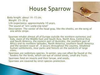 Body length: about 14-15 cm.
 Weight: 25-30 g
 Life expectancy: approximately 10 years.
 The sound of "errr szelp cilp tetet"
 Description: The center of the head gray, like the cheeks, on the wing of
  one white stripe.

 Sparrow inhabit almost all of Europe outside the northern extremes and
  Italy, most of the Middle East and South Asia, North Asia, Central Asia
  and South America, the eastern part of Australia, the southern part of
  Africa and its northern latitudes, North America, southern South America
  and the western coast of . It occurs throughout the country. Inhabited
  human settlements, near parks and forests on the outskirts of large
  cities.
 Sparrows are sedentary species. In winter, you can often be found at the
  feeders for the birds, which eat out of cereal seeds, small dry fruits.
 Sparrows feed on insects and their larvae, and seeds.
 Sparrows are covered by strict species protection.
 
