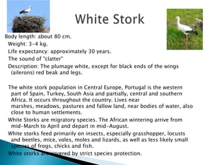 Body length: about 80 cm.
 Weight: 3-4 kg.
 Life expectancy: approximately 30 years.
 The sound of "clatter"
 Description: The plumage white, except for black ends of the wings
  (ailerons) red beak and legs.

 The white stork population in Central Europe, Portugal is the western
  part of Spain, Turkey, South Asia and partially, central and southern
  Africa. It occurs throughout the country. Lives near
  marshes, meadows, pastures and fallow land, near bodies of water, also
  close to human settlements.
 White Storks are migratory species. The African wintering arrive from
  mid-March to April and depart in mid-August.
 White storks feed primarily on insects, especially grasshopper, locusts
  and beetles, mice, voles, moles and lizards, as well as less likely small
  species of frogs, chicks and fish.
 White storks are covered by strict species protection.
 