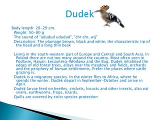 Body length: 28-29 cm.
 Weight: 50-80 g
 The sound of "ududud ududud", "chr chr, wij"
 Description: The plumage brown, black and white, the characteristic tip of
  the head and a long thin beak

 Living in the south-western part of Europe and Central and South Asia. In
  Poland there are not too many around the country. Most often seen in
  Podlasie, Hawaii, Łęczyńsko-Włodawa and the Bug. Dudek inhabited the
  edges of old forest trees, alleys near the meadows and fields, orchards
  and the periphery of human settlements. Prefer the places where cattle
  grazing is.
 Dudek is a migratory species. In the winter flies to Africa, where he
  spends the winter. Dudek depart in September-October and arrive in
  April.
 Dudek larvae feed on beetles, crickets, locusts and other insects, also eat
  snails, earthworms, frogs, lizards.
 Quills are covered by strict species protection
 