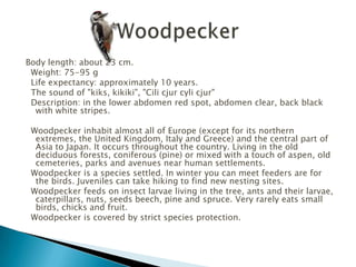 Body length: about 23 cm.
 Weight: 75-95 g
 Life expectancy: approximately 10 years.
 The sound of "kiks, kikiki", "Cili cjur cyli cjur"
 Description: in the lower abdomen red spot, abdomen clear, back black
  with white stripes.

 Woodpecker inhabit almost all of Europe (except for its northern
  extremes, the United Kingdom, Italy and Greece) and the central part of
  Asia to Japan. It occurs throughout the country. Living in the old
  deciduous forests, coniferous (pine) or mixed with a touch of aspen, old
  cemeteries, parks and avenues near human settlements.
 Woodpecker is a species settled. In winter you can meet feeders are for
  the birds. Juveniles can take hiking to find new nesting sites.
 Woodpecker feeds on insect larvae living in the tree, ants and their larvae,
  caterpillars, nuts, seeds beech, pine and spruce. Very rarely eats small
  birds, chicks and fruit.
 Woodpecker is covered by strict species protection.
 