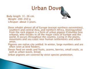 Body length: 31-36 cm.
 Weight: 200-350 g
 Lifespan: about 3 years.

 Dove inhabit almost all of Europe (except northern extremities),
  southern and central Asia, and northern Africa. Distinguished
  from the rock pigeon is a form of urban pigeon (Columba livia
  urbana), who resides in all the major cities of Europe and the
  world. It occurs throughout the country. Living in the plains,
  mountains and sea coast near human settlements and urban
  areas.
 Pigeons are native city settled. In winter, large numbers and are
  often seen at bird feeders.
 Doves feed on seeds and fruits, acorns, berries, small snails, as
  well as urban waste, bread.
 Urban pigeons are covered by strict species protection.
 