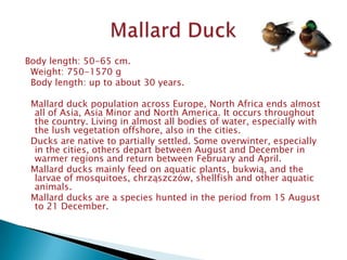 Body length: 50-65 cm.
 Weight: 750-1570 g
 Body length: up to about 30 years.

 Mallard duck population across Europe, North Africa ends almost
  all of Asia, Asia Minor and North America. It occurs throughout
  the country. Living in almost all bodies of water, especially with
  the lush vegetation offshore, also in the cities.
 Ducks are native to partially settled. Some overwinter, especially
  in the cities, others depart between August and December in
  warmer regions and return between February and April.
 Mallard ducks mainly feed on aquatic plants, bukwią, and the
  larvae of mosquitoes, chrząszczów, shellfish and other aquatic
  animals.
 Mallard ducks are a species hunted in the period from 15 August
  to 21 December.
 
