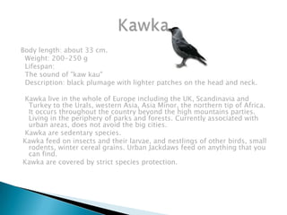 Body length: about 33 cm.
 Weight: 200-250 g
 Lifespan:
 The sound of "kaw kau"
 Description: black plumage with lighter patches on the head and neck.

Kawka live in the whole of Europe including the UK, Scandinavia and
 Turkey to the Urals, western Asia, Asia Minor, the northern tip of Africa.
 It occurs throughout the country beyond the high mountains parties.
 Living in the periphery of parks and forests. Currently associated with
 urban areas, does not avoid the big cities.
Kawka are sedentary species.
Kawka feed on insects and their larvae, and nestlings of other birds, small
 rodents, winter cereal grains. Urban Jackdaws feed on anything that you
 can find.
Kawka are covered by strict species protection.
 