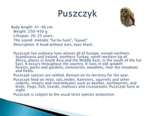 Body length: 41-46 cm.
 Weight: 250-450 g
 Lifespan: 20-25 years.
 The sound: melodic "hu hu hum", "kjuwit"
 Description: A head without ears, eyes black.

 Puszczyk live ordinary lives almost all of Europe, except northern
  Scandinavia and Ireland, northern Turkey, north-western tip of
  Africa, places in South Asia and the Middle East, in the south of the Far
  East. It occurs throughout the country. It lives in old-growth
  forests, parks and gardens, cemeteries, woodlots, near the meadows
  and fields.
 Puszczyk species are settled. Remain on its territory for the year.
 Puszczyk feed on mice, rats,moles, hamsters, squirrels and other
  rodents, insects and invertebrates such as beetles, earthworms, and
  birds, frogs, fish, lizards, molluscs and crustaceans. Puszczyk hunt at
  night.
 Puszczyk is subject to the usual strict species protection.
 