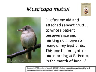 Birds in traditional wisdom | PPTX