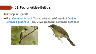 11. Pycnonotidae-Bulbuls
30 spp in Uganda
E.g. Common bulbul, Yellow whiskered Greenbul, Yellow
streaked greenbul, Toro Olive greenbul, common bristlebill
 