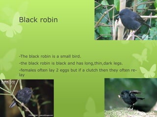 Black robin




-The black robin is a small bird.
-the black robin is black and has long,thin,dark legs.
-females often lay 2 eggs but if a clutch then they often re-
lay
 