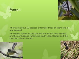 fantail



-there are about 10 speices of fantails three of them live in
new zealand
-the three names of the fantails that live in new zealand
are the north island fantail,the south island fantail and the
chatham islands fantail.
 
