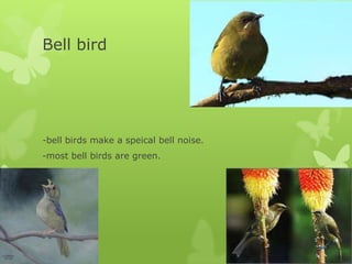 Bell bird




-bell birds make a speical bell noise.
-most bell birds are green.
 