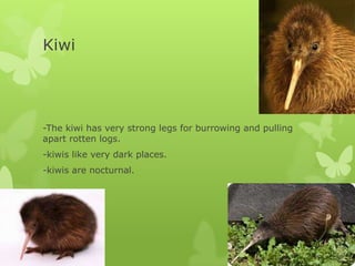 Kiwi




-The kiwi has very strong legs for burrowing and pulling
apart rotten logs.
-kiwis like very dark places.
-kiwis are nocturnal.
 